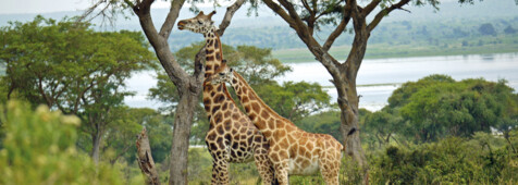 Karen Blixen Museum & Giraffen Center