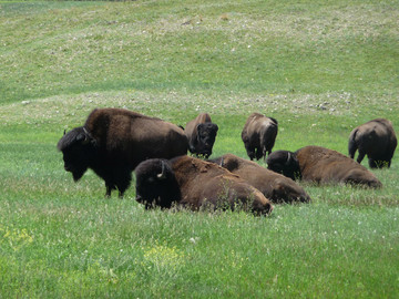 Büffel im Custer State Park