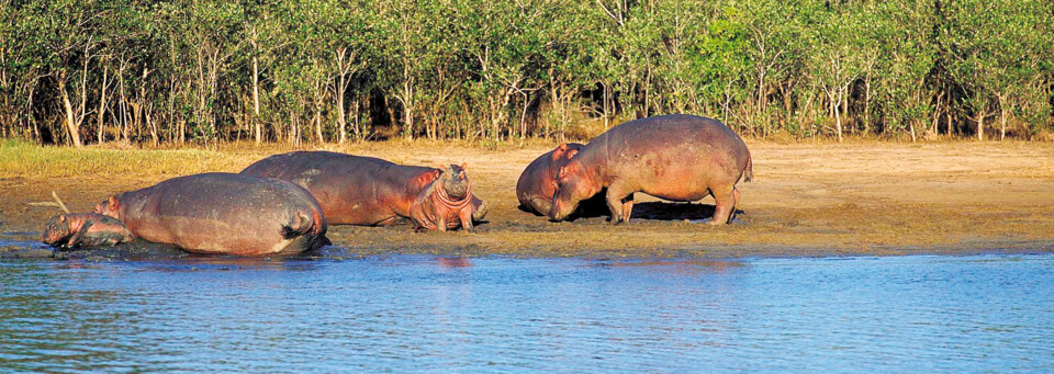 Hippos