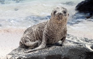 Galápagos Reisebericht - Seelöwenjunges auf San Cristóbal