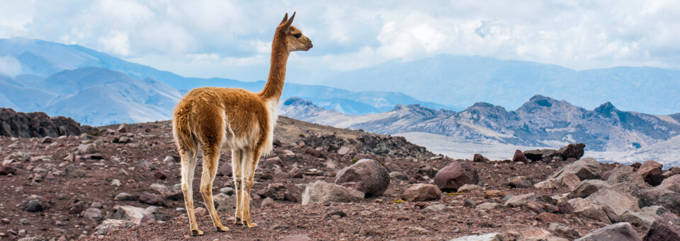 Vicuna in den Anden Ecuadors