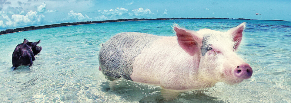 Haie und Rochen Exuma