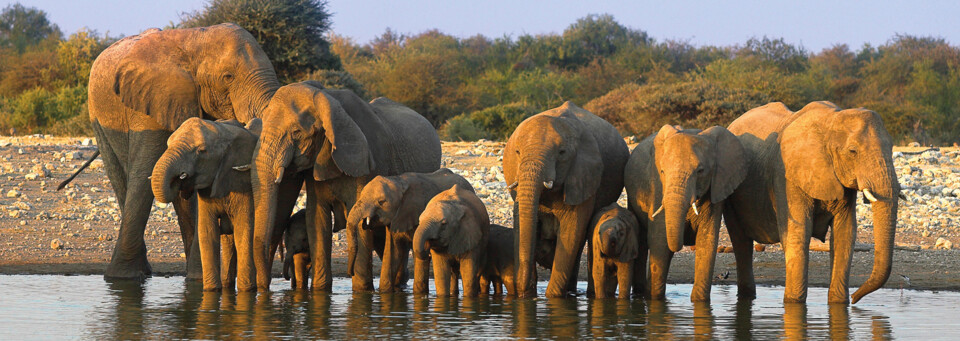 Elefantenherde am Wasserloch Etosha