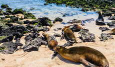Galápagos entdecken