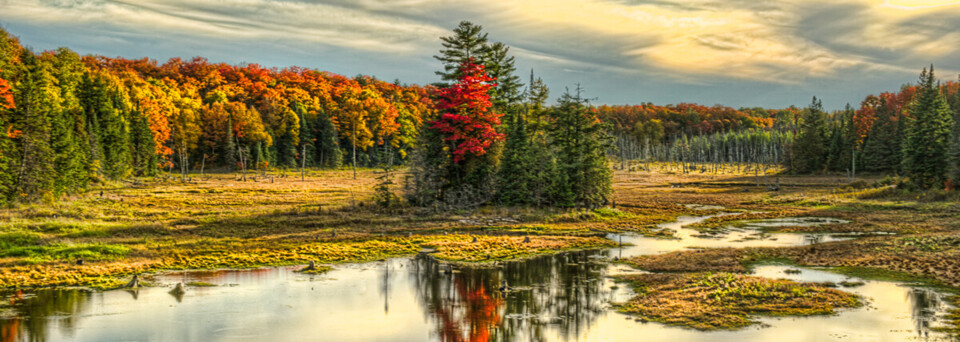 Algonquin Park im Herbst