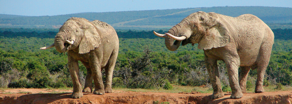 Addo Elephant Nationalpark