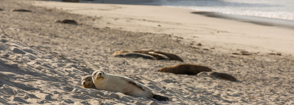 Seal Bay Kangaroo Island