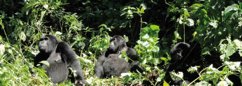 Gorillas im Bwindi Impenetrable Forest