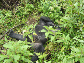 Gorilla Trekking: Gorilladame im Gras im Volcanoes National Park