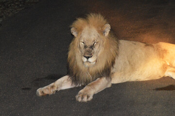 Löwe im Krüger Nationalpark - Südliches Afrika Reisebericht