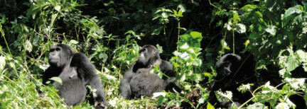 Auf den Spuren der Berggorillas