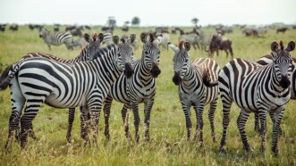 Zebras in Südafrika