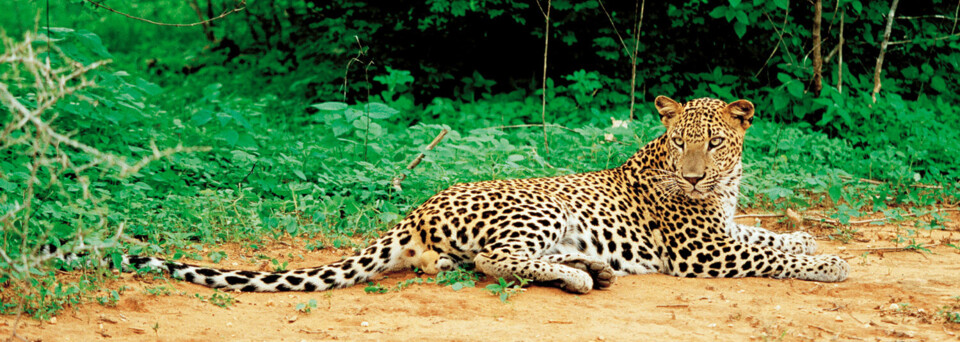 Leopard - Sri Lanka