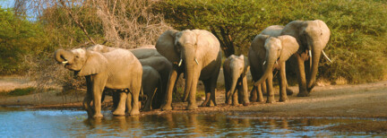 Addo Elephant Park