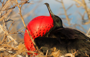 Galápagos Reisebericht - Balzender Fregattvogel auf North Seymour