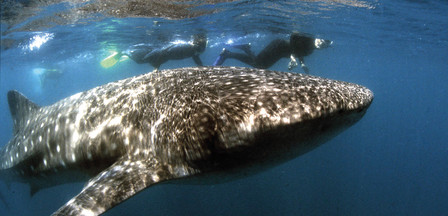 Schnorcheln mit Walhaien Mosambik
