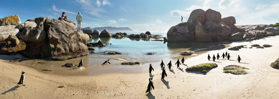 Pinguine am Boulders Beach