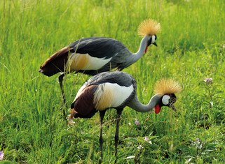 Goldkronenkraniche im Queen Elizabeth Nationalpark Uganda