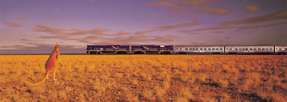 Zugreise mit dem Indian Pacific im Outback mit Kanguru