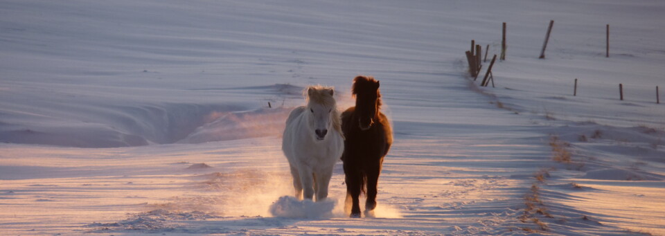 Islandponys im Winter