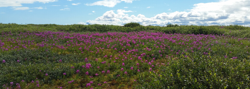 Tundra um Churchill im Sommer