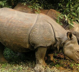 Panzernashorn - Chitwan Nationalpark Panzernashorn - Chitwan Nationalpark