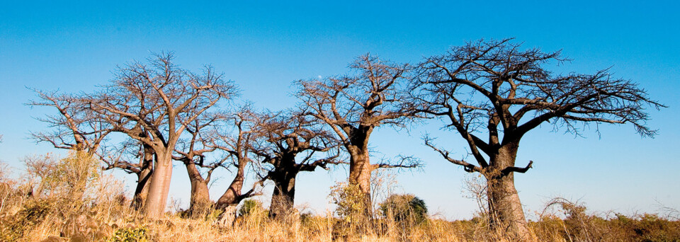 Bäume Baobab Planet Botswana