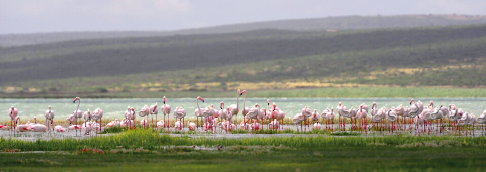 Lake Nakuru