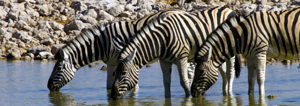 Zebras im Etosha Nationalpark