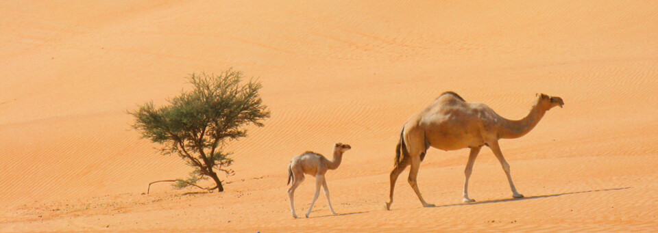 Kamele in der Wahiba Sands