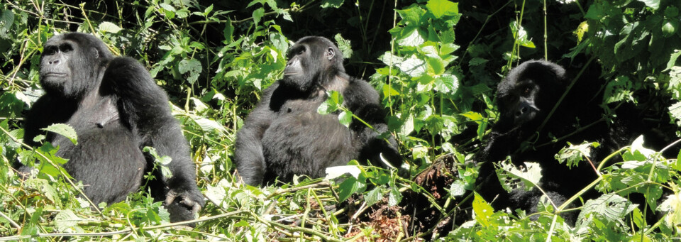 Gorillas im Wald