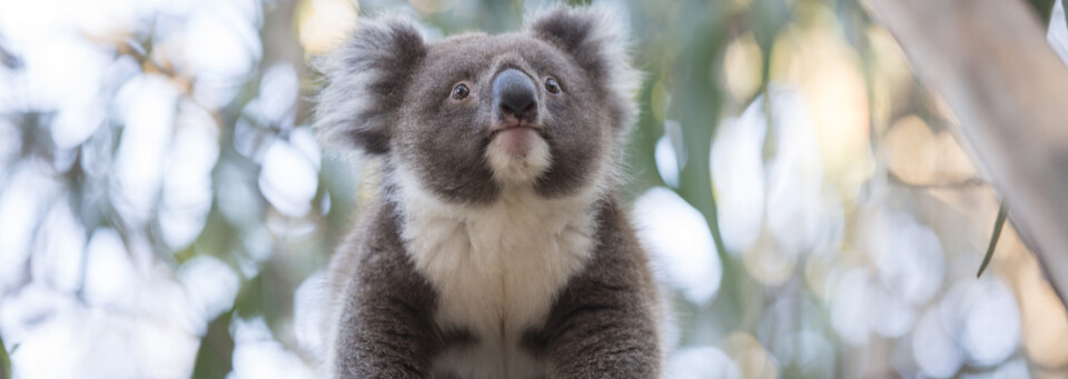 © Tourism Australia Koala auf Kangaroo Island