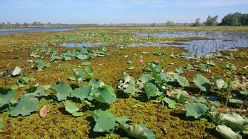 Yellow River Billabong