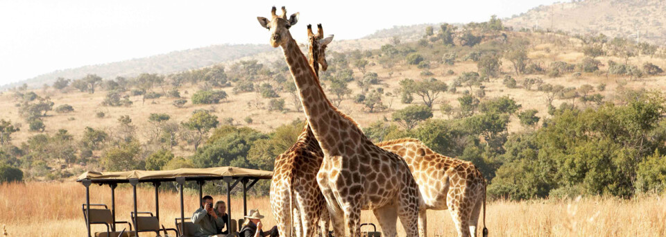 Giraffen im Krüeger Nationalpark