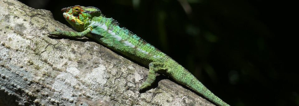 Madagaskar Reisebericht: Chamäleon im Lokobe Naturreservat