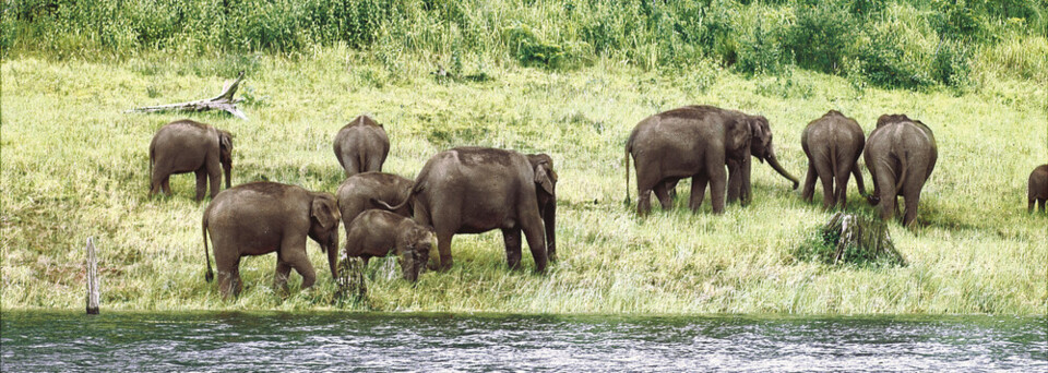 Elefanten Sri Lanka