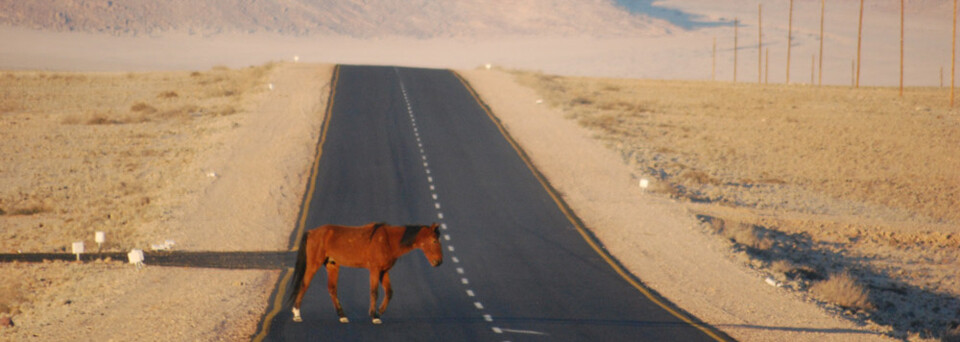 Reisebericht Namibia: Wüstenpferd von Garub