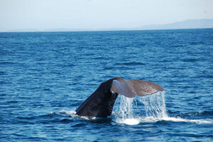 Whale Watching in Kaikoura