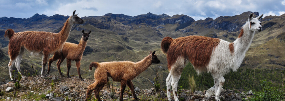 Lamas im Cajas Nationalpark