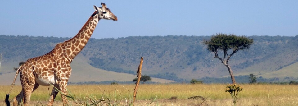 Giraffe in der Masai Mara