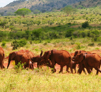 Tsavo Nationalpark, Kenia - Elefantenherde Tsavo Nationalpark, Kenia - Elefantenherde