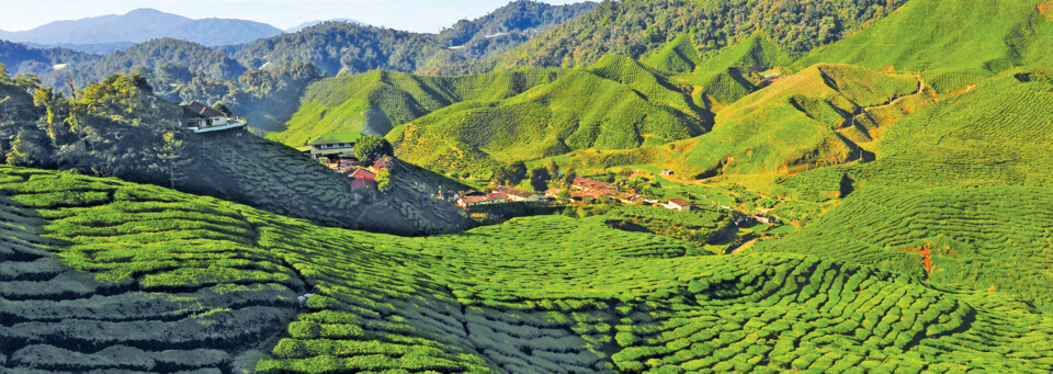 Cameron Highlands