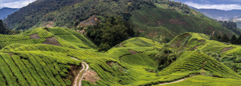 Teeplantagen in den Cameron Highlands