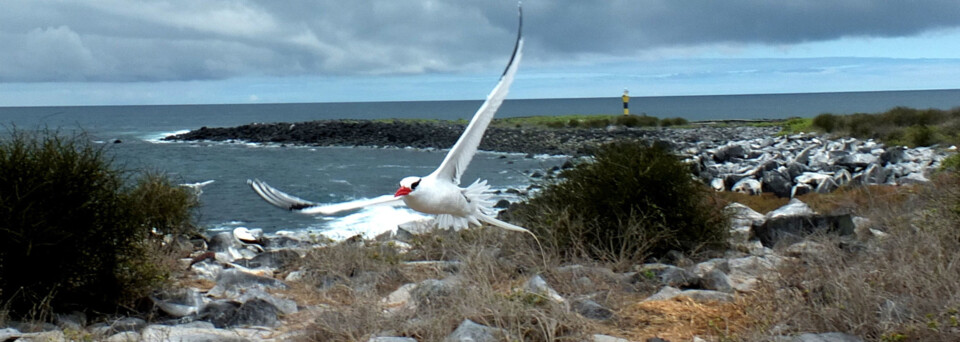 Ecuador und Galápagos Reisebericht - Rotschnabel-Tropikvogel