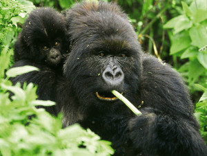 Gorilla mit Baby Ruanda